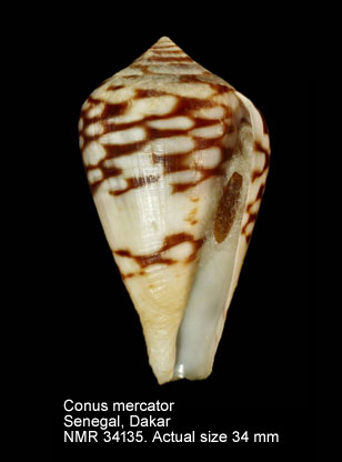 Conus mercator.jpg - Conus mercatorLinnaeus,1758